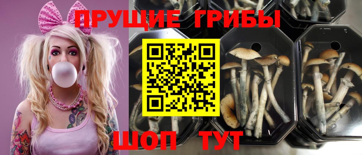 Псилоцибиновые грибы GOLDEN TEACHER Буйнакск
