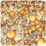 Псилоцибиновые (галлюциногенные)  грибы Psilocybin "Golden Teacher" в Буйнакске