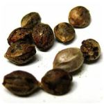 Семена марихуаны АК-47  (Seeds AK-47) в Буйнакске